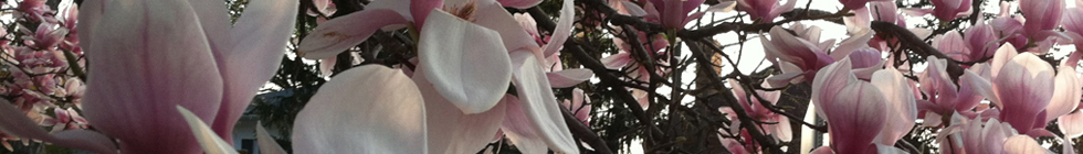 SpringFlowers