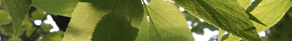 SummerLeaves